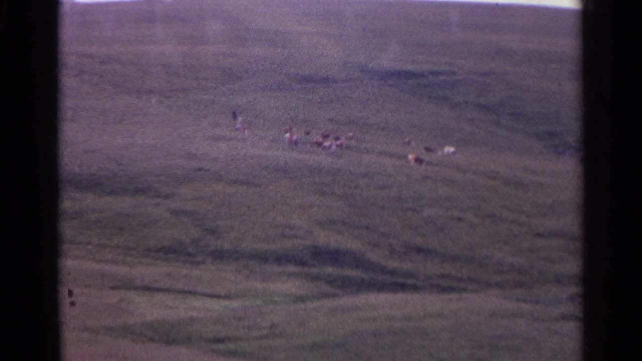 1961 Switzerland frame showing small grazing animals on a distant green slope within a soft, grainy home-movie landscape.