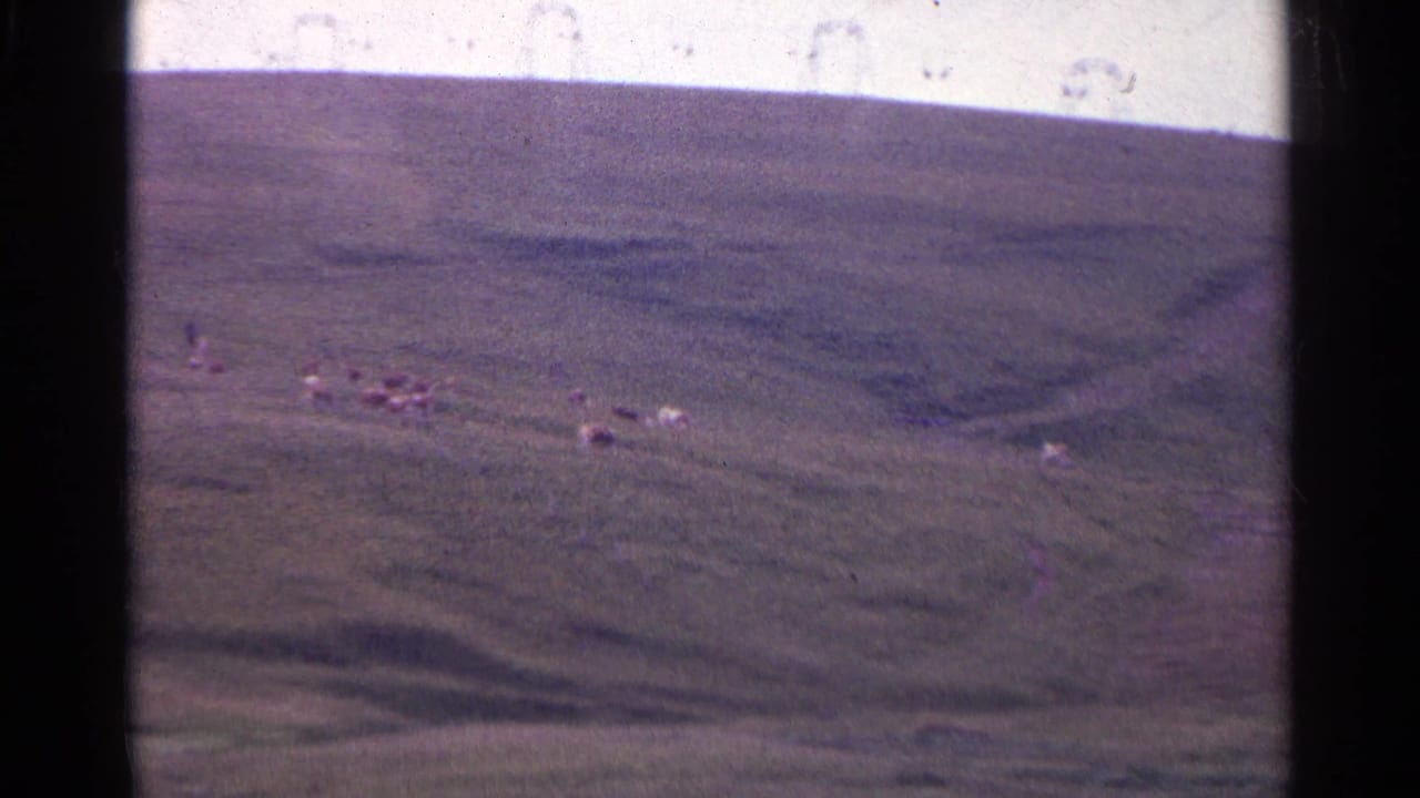 1961 Switzerland home-movie frame showing sheep scattered across a rolling green hillside under bright daylight.