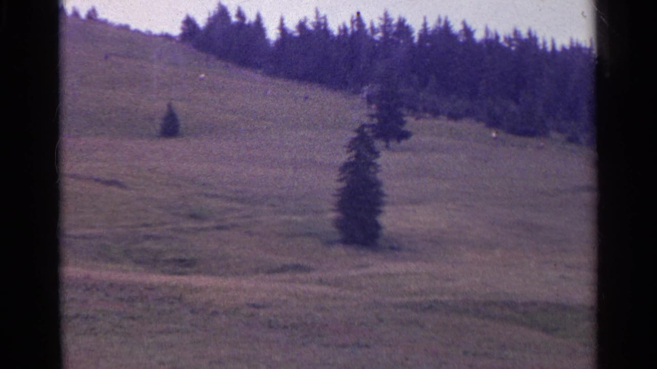 Grassy alpine hillside with scattered evergreens and dark 8mm film borders.