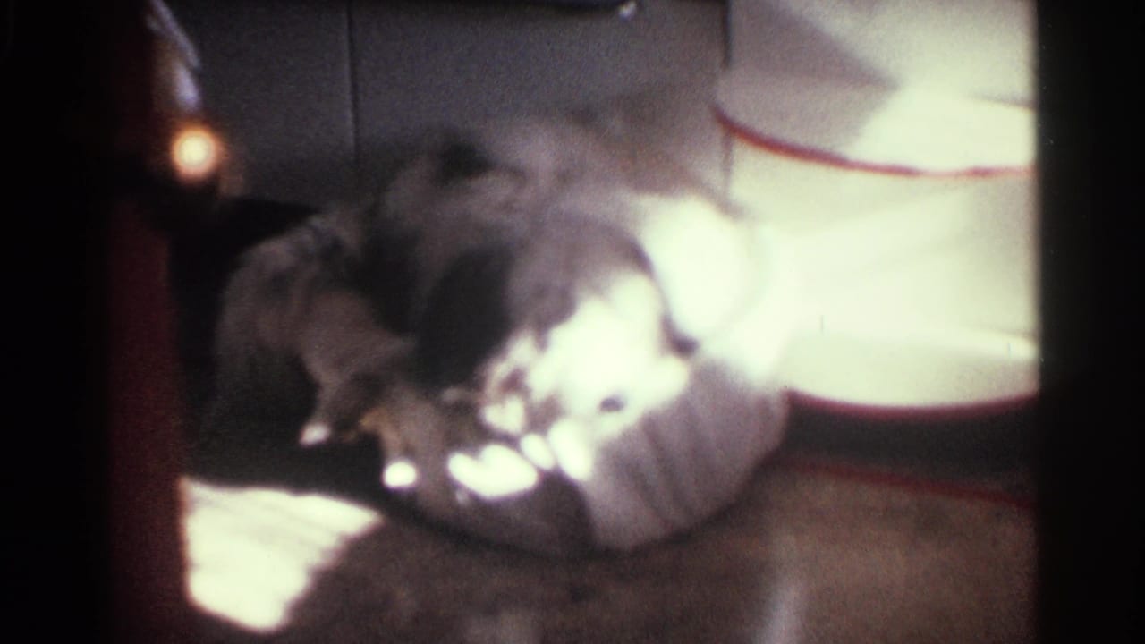 A fluffy dog is seen close to a light pillow in the Kentucky home interior, with strong glare and soft motion blur from 8mm film.
