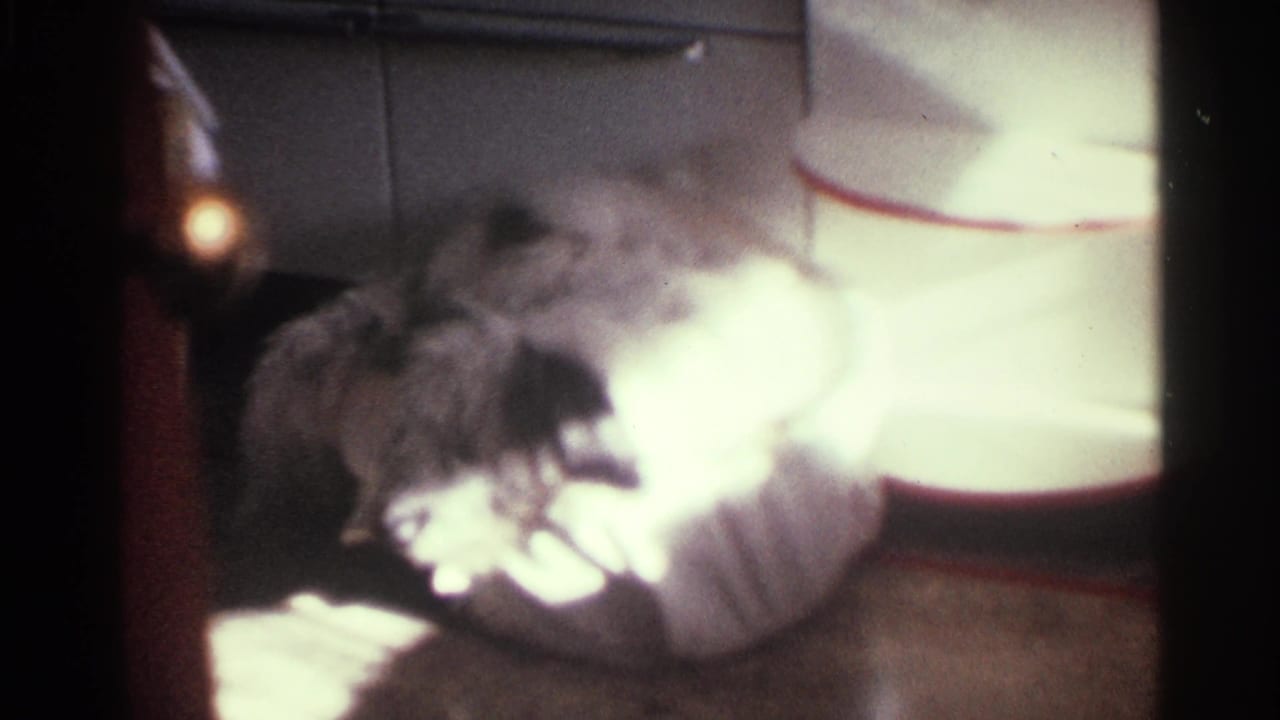 The dog remains beside the bright pillow in the 1963 Kentucky home-movie frame, surrounded by soft indoor shadows and faded color.