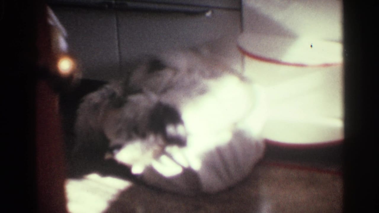 1963 Kentucky 8mm frame showing a fluffy dog lying on a patterned rug in a dim private interior.