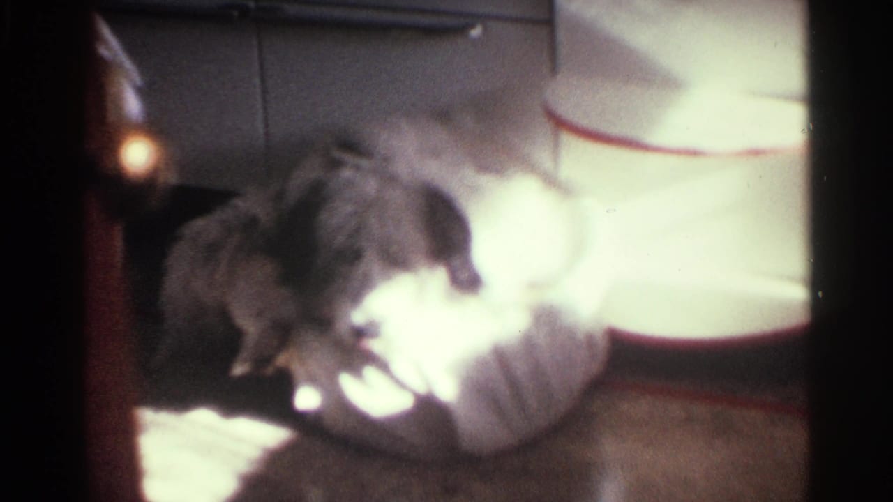 1963 Kentucky home-movie still of a fluffy dog grooming on a rug beside pale upholstery.