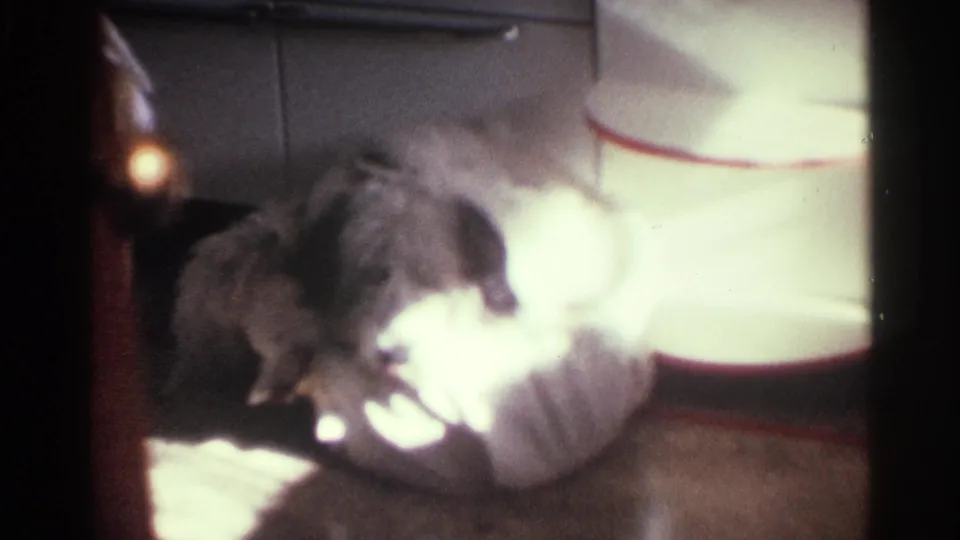 1963 Kentucky home-movie still of a fluffy dog grooming on a rug beside pale upholstery.
