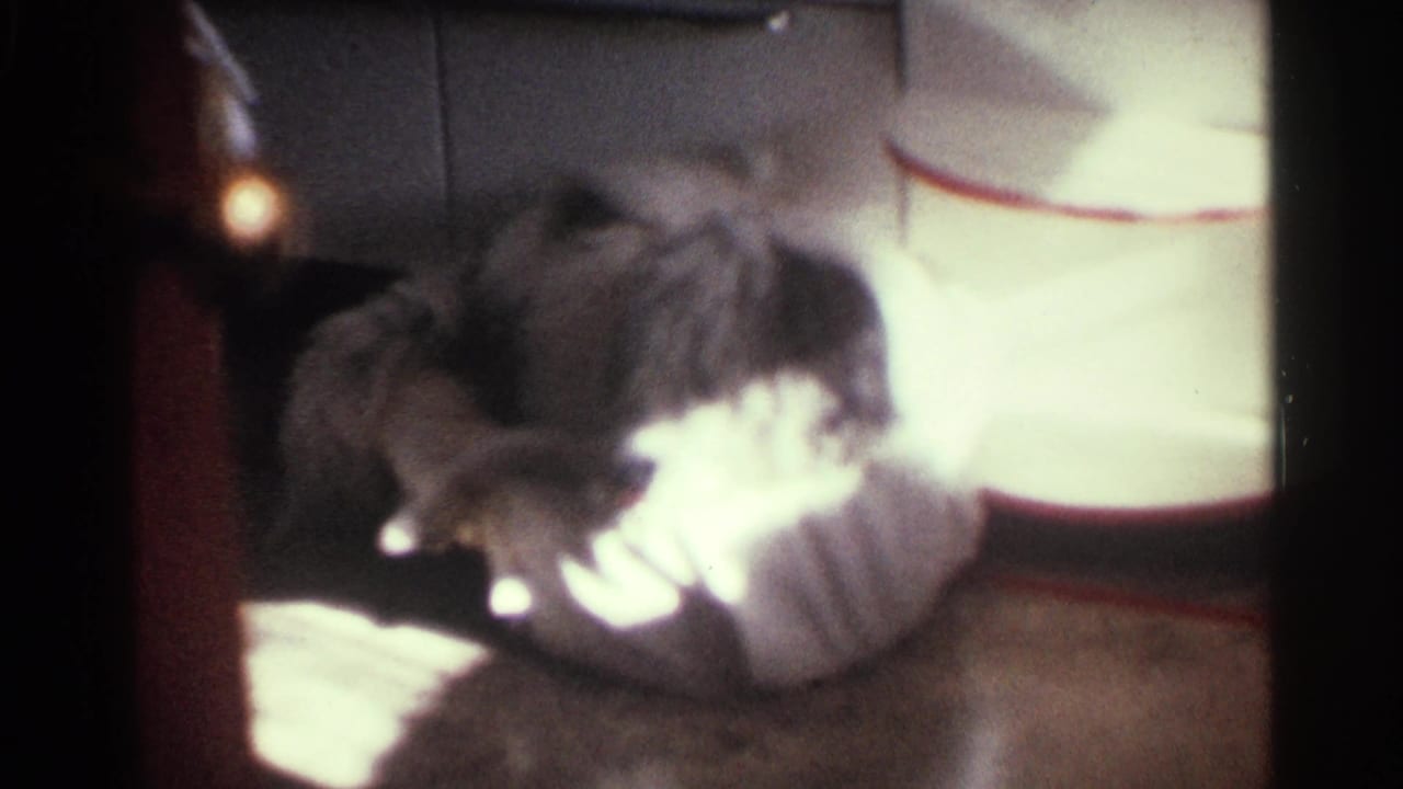 Kentucky 1963 8mm still with the dog bent over grooming on the patterned rug in a private room.