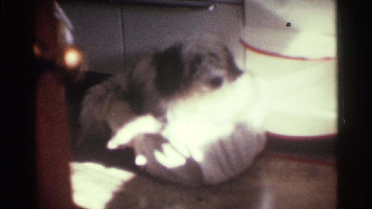 1963 Kentucky home-movie frame of a fluffy dog raising its head toward the camera in a dim interior.