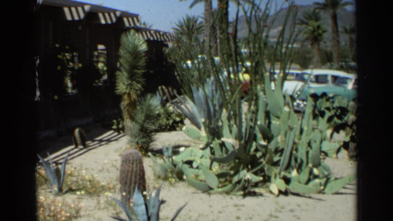 Desert garden with cactus, agave, palms, parked cars, and a striped awning.