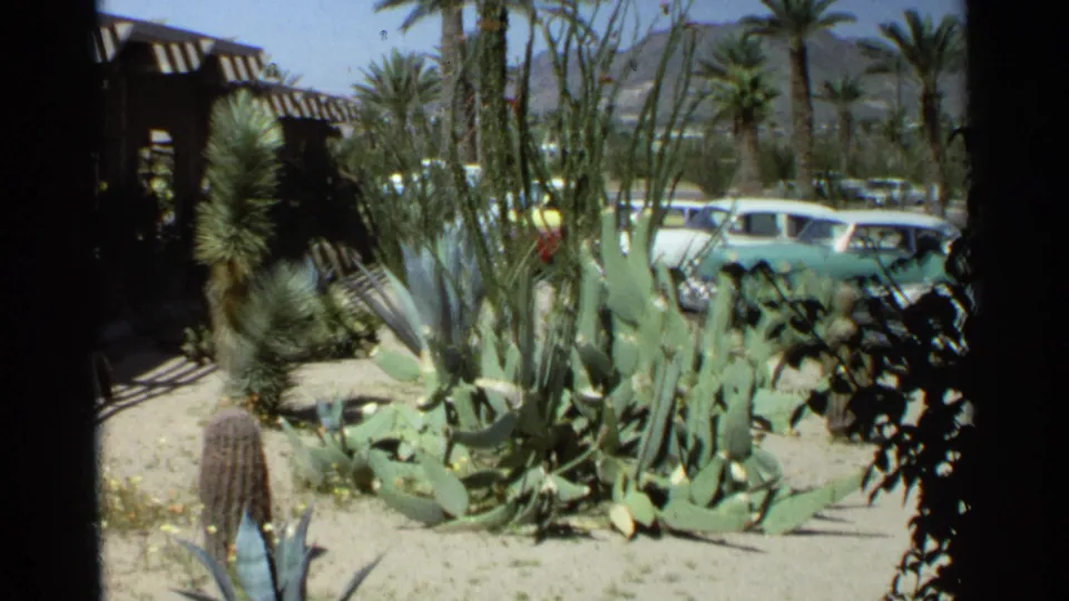 1968 Scottsdale garden view with dense cactus, yucca or agave forms, palms, parked cars, striped awning, and heavy dark edge framing.