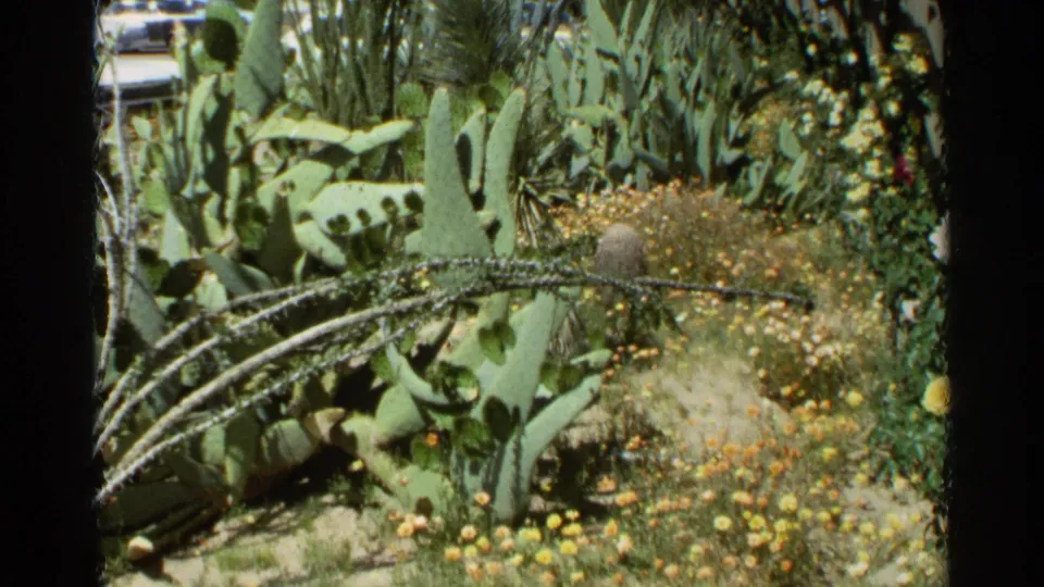 1968 Scottsdale 8mm frame focused on desert landscaping, with prickly pear cactus, flowering plants, spiny stems, and shaded foliage.