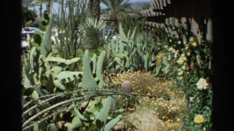 1968 Scottsdale garden frame showing cactus pads, flowering beds, palm trunks, a striped awning, shaded foliage, and dark 8mm borders.