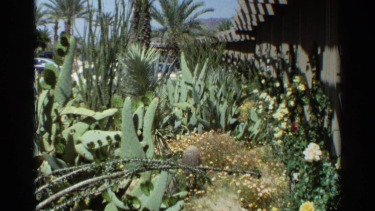 Cactus garden with prickly pear, palms, flowers, and a shaded building in the background.