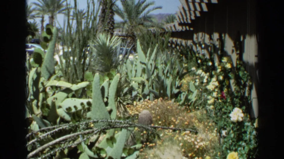 1968 Scottsdale cactus garden with prickly pear, desert flowers, palm trunks, and a modern shaded exterior behind the planting.