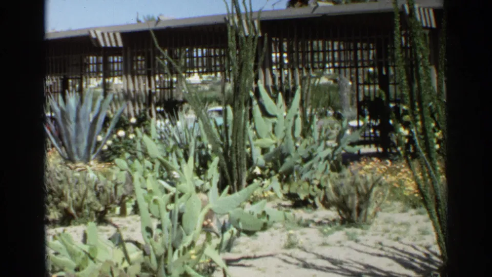 Scottsdale desert landscaping in 1968, showing agave-like rosettes, prickly pear, tall cactus stems, and a low modern building.