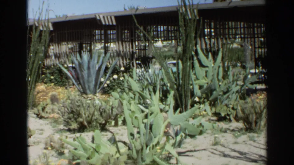 1968 Scottsdale garden view with agave-like rosettes, prickly pear, flowering plants, tall cactus, and a modern exterior beyond.