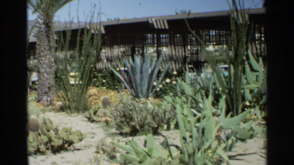 Sunlit 1968 Scottsdale cactus garden with agave-like plants, prickly pear, tall cactus stems, a palm trunk, and shaded windows.