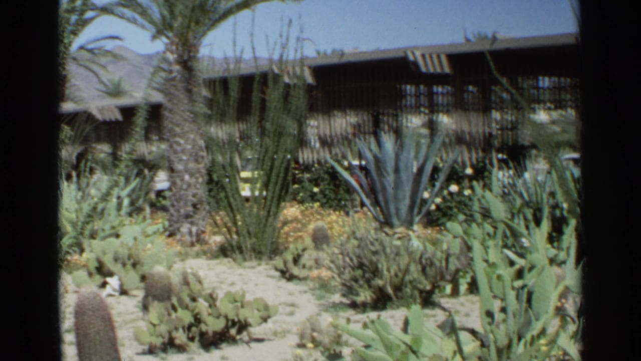 Desert garden with cactus, agaves, palms, a shaded building, and mountains beyond.