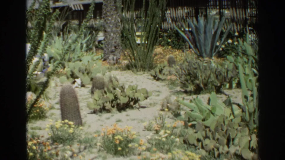 1968 Scottsdale garden frame with cactus clusters, tall palms, blue-green agave, yellow blooms, sandy soil, and a low building behind.