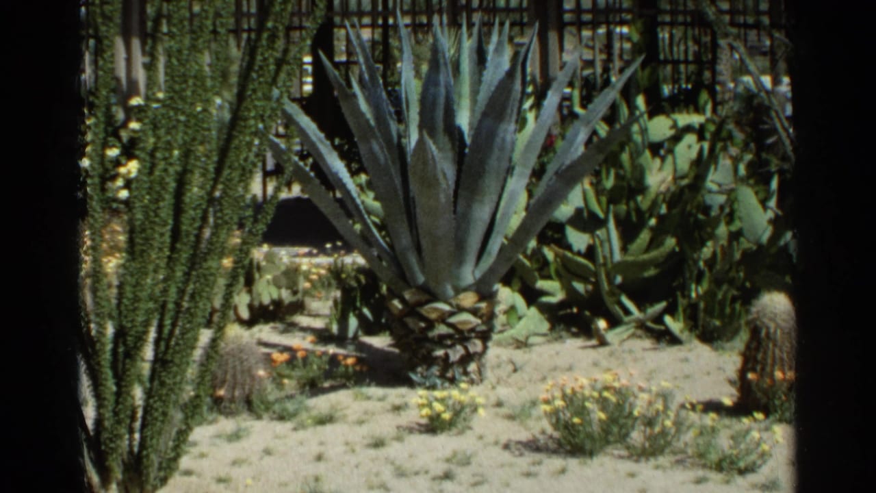 1968 Scottsdale garden view with a large agave, cacti, sandy soil, and low plantings in bright outdoor light.