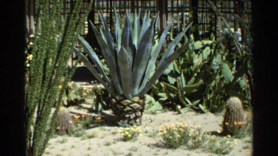 Scottsdale 1968 home-movie frame showing agave, cactus, succulents, and sandy landscaping in a sunlit garden.