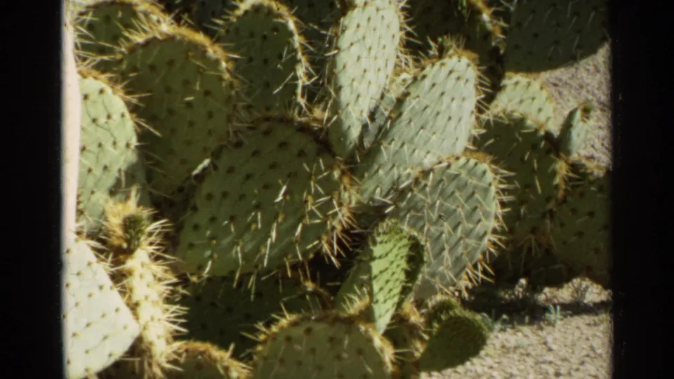 A close 8mm frame shows sunlit prickly pear cactus pads and spines in the Scottsdale roadside planting.