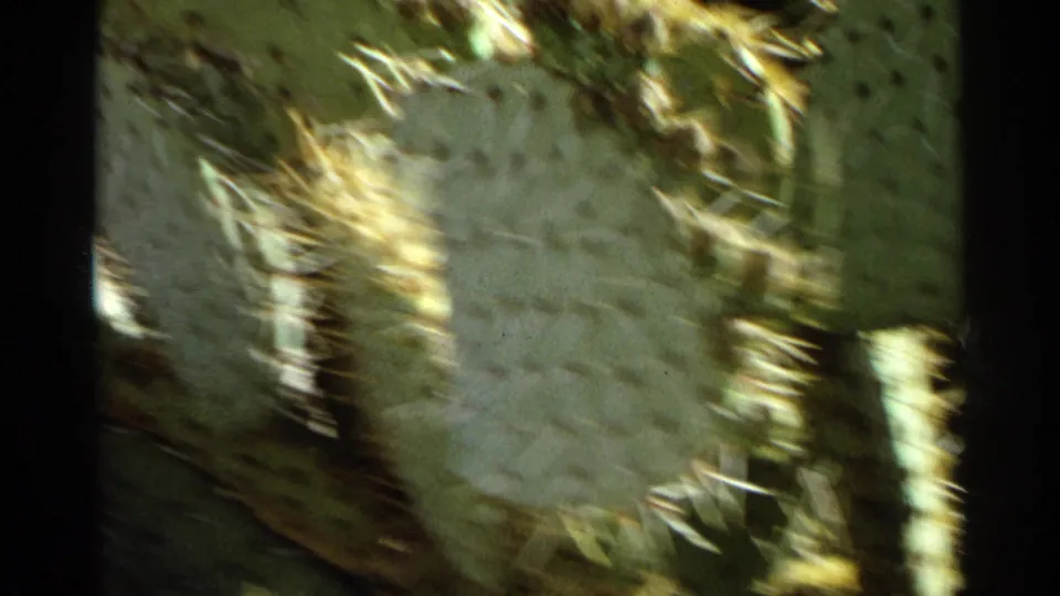 A close, soft handheld 8mm view shows prickly pear cactus pads and spines in bright Arizona sunlight.