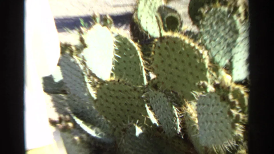 Prickly pear cactus pads fill the frame, with bright exposure and soft 8mm texture consistent with the Scottsdale desert garden scene.