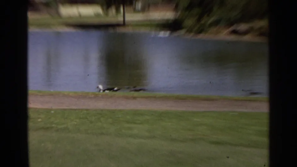 Soft 8mm frame from Scottsdale showing the pond edge, grass, dirt path, distant trees, and ducks low along the shoreline.