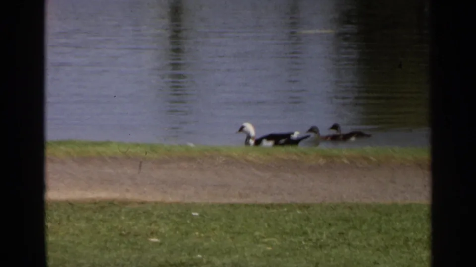 1968 Scottsdale home-movie frame showing black and white ducks near the grassy pond shore with a dirt path and rippled water behind them.