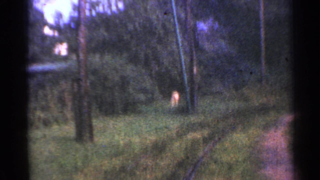 Wooded trackside view with dense trees, overgrown grass, and a small light animal in the distance.