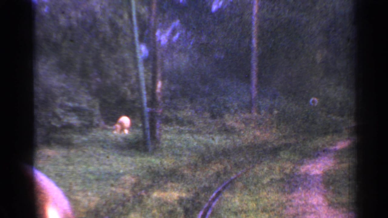 Curving tracks pass through dense woods with a pale animal near the center of the clearing.