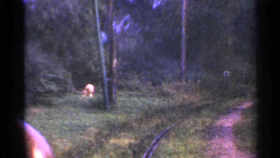 1953 Connecticut home-movie frame showing overgrown train tracks curving through woods and a small pale animal ahead.