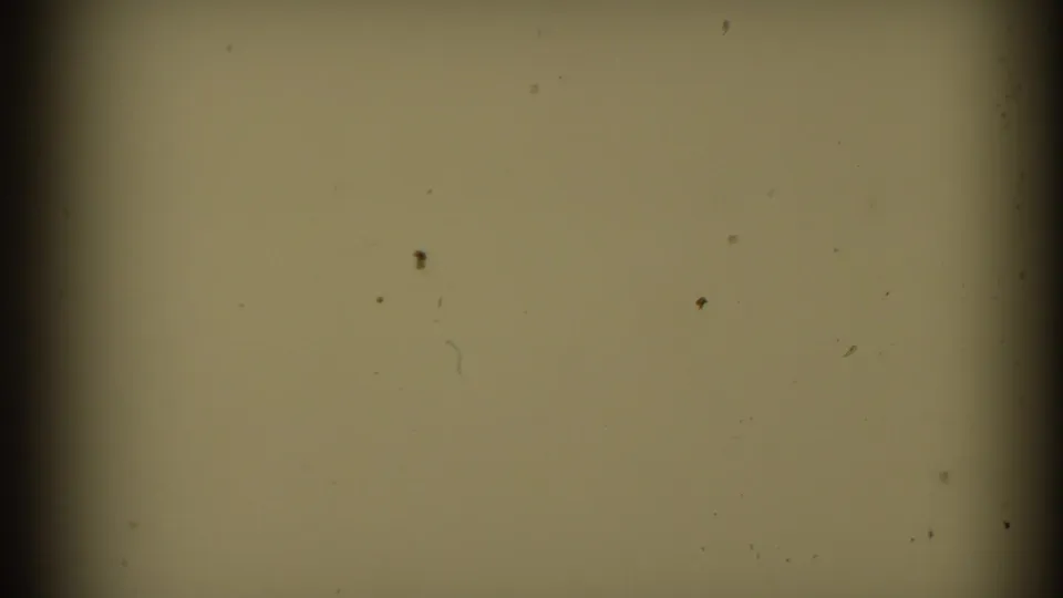 End portion of the 1953 Connecticut 8mm clip showing a yellowed blank film frame with dust, scratches, and a dark vertical gate edge.