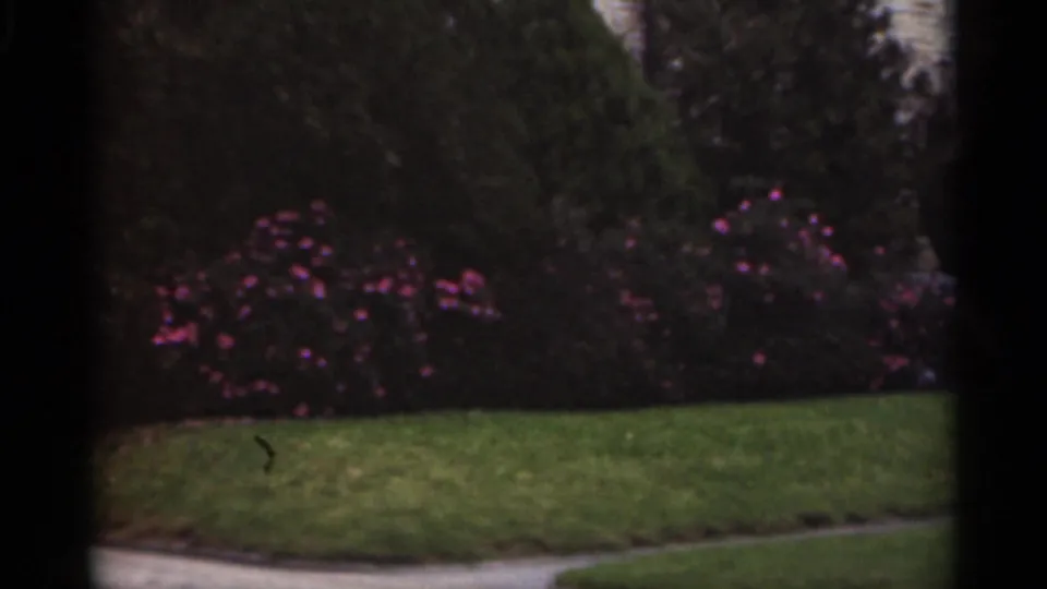 Soft 8mm view of a New Orleans garden lawn with a curved path, flowering shrubs, clipped greenery, and shaded plantings.