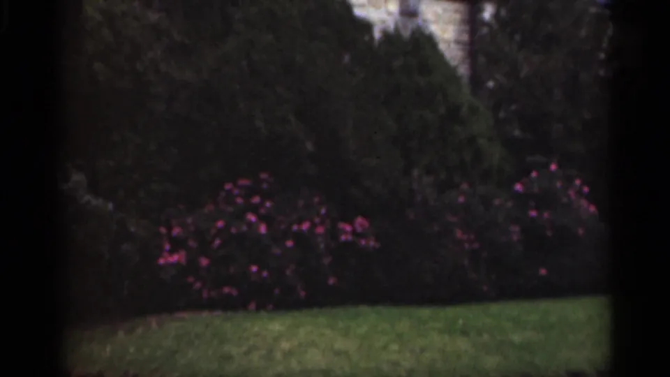 1949 New Orleans garden detail with pink flowering bushes, green lawn, heavy shrub cover, and a partial masonry wall in soft focus.