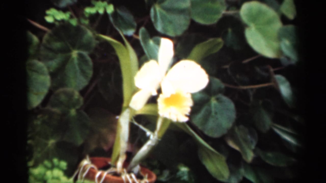 White orchid in a terracotta pot against dense green foliage.