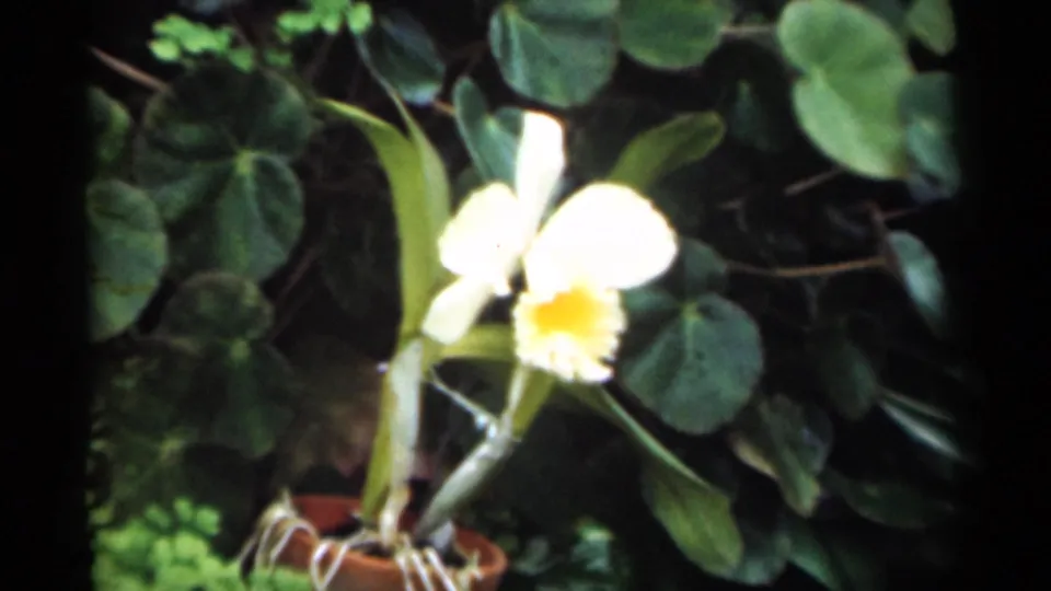 Close view of a potted white orchid with a yellow throat and leafy background, from 1949 New Orleans 8mm footage.