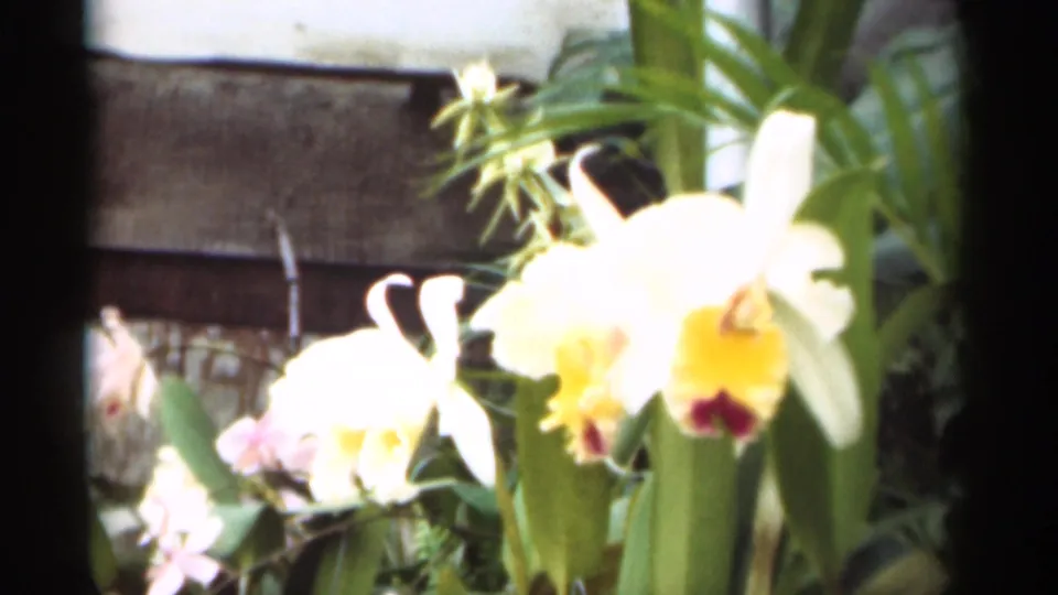 Several white orchids with yellow and red centers bloom in pots beside leafy plants in 1949 New Orleans footage.