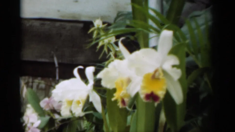White orchids with yellow centers fill the frame, with potted stems and foliage visible in 1949 New Orleans home-movie footage.