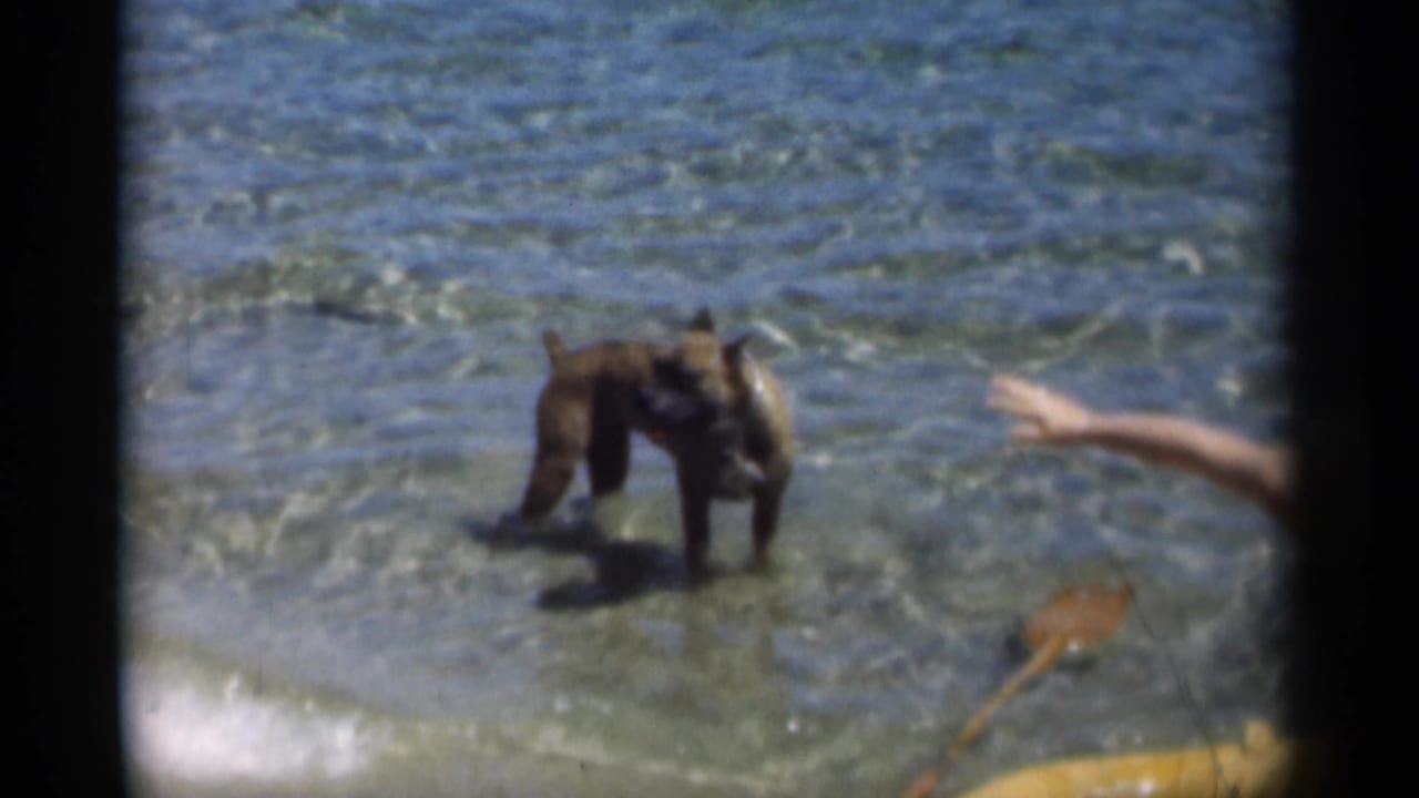 Brown dog standing in shallow water beside a yellow inflatable boat at the shore.