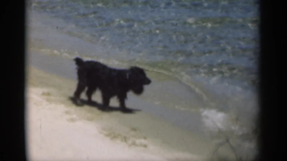 1949 New Orleans beach footage shows a black dog walking along the shoreline where small waves meet the sand.