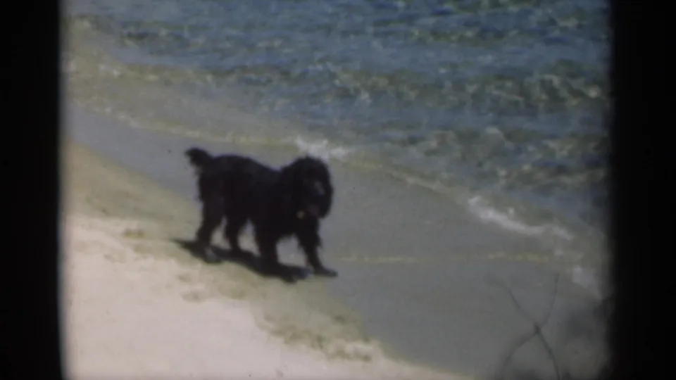 A black dog pauses near the shallow surf in this 1949 New Orleans beach home-movie frame.
