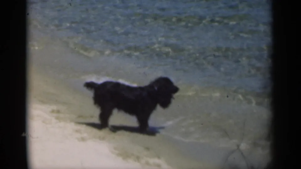 A black dog stands in profile at the shoreline in 1949 New Orleans home-movie footage, with shallow water and sand behind it.