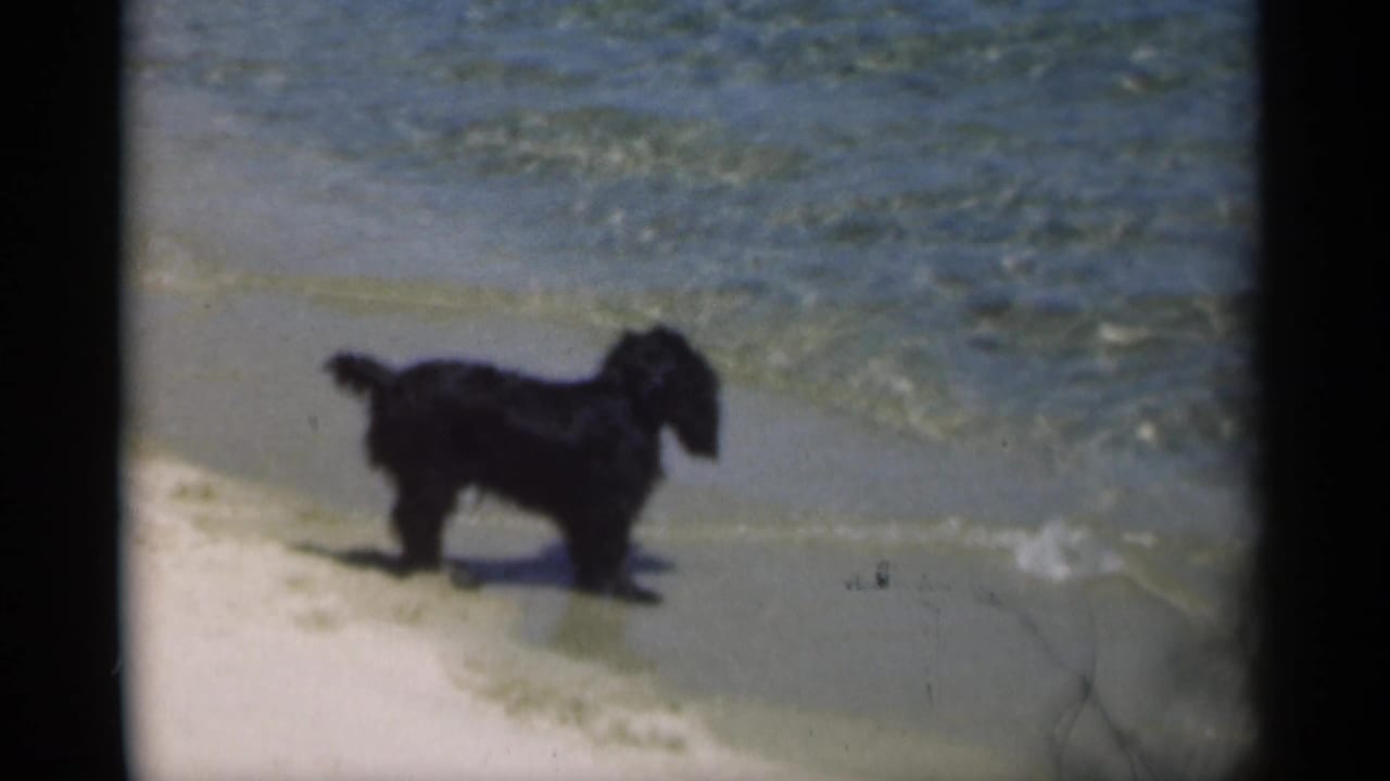 Small black dog standing on pale sand beside shallow water.