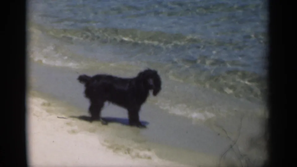 A small black dog remains near the surf as low waves reach the sand in the 1949 beach home movie.