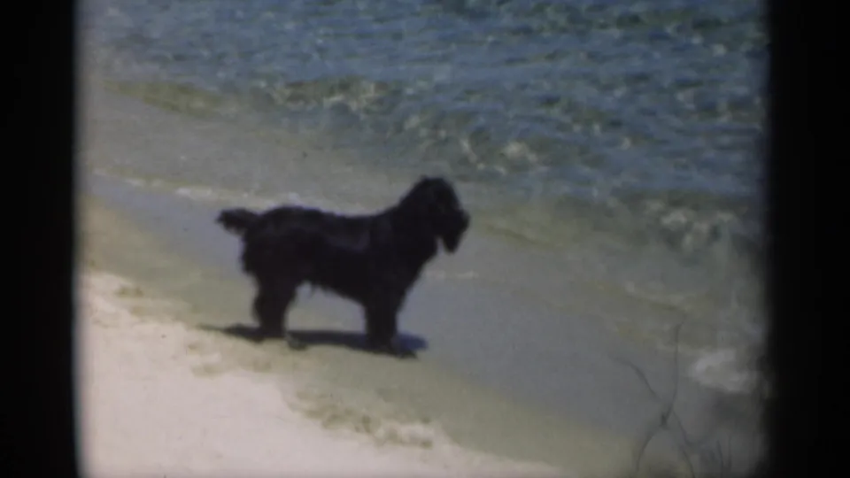 The small black dog is seen in profile on pale sand beside the rippling waterline.