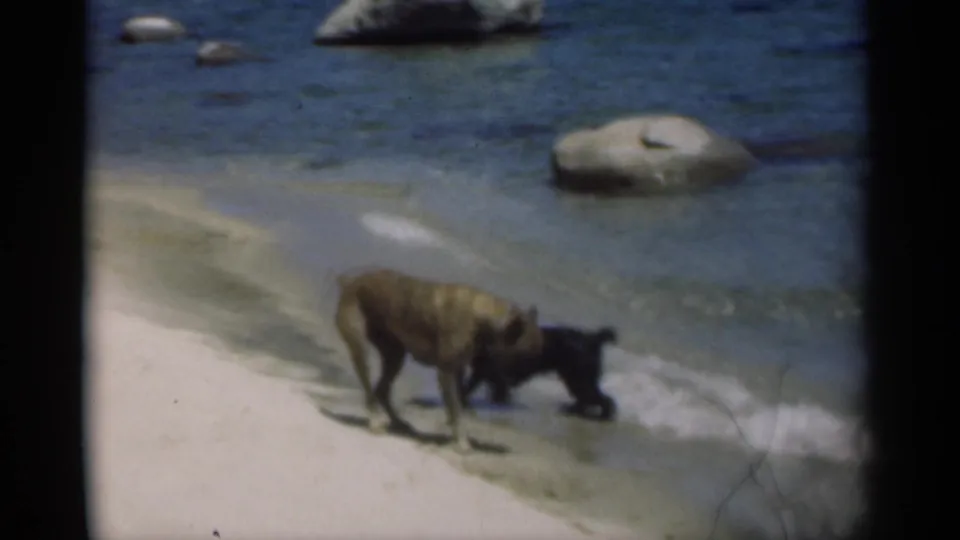 A larger brown dog approaches the small black dog at the shoreline, with rocks visible in the water behind them.