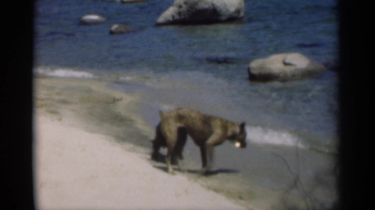 Brindle dog standing at the edge of gentle surf on a sandy beach with rocks offshore.
