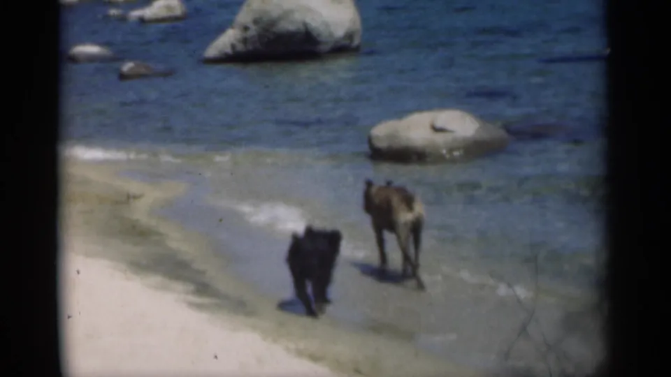 1949 8mm home-movie frame from New Orleans metadata showing two dogs moving along the beach beside shallow water and large shoreline rocks.