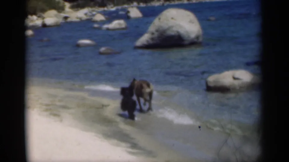 1949 8mm home-movie frame from New Orleans metadata showing two dogs playing or sniffing near the surf on a sandy shoreline.