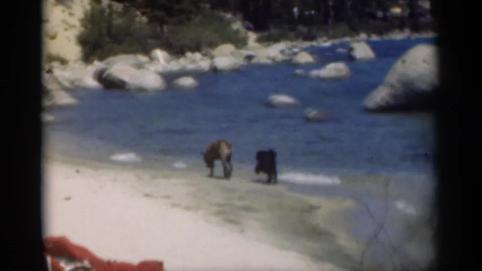 1949 8mm home-movie frame from New Orleans metadata showing two dogs separated along the beach near gentle surf and scattered rocks.